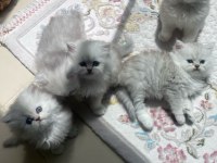 Dişi silver british longhair