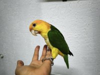 Oyuncu renk güzeli caique bebekler