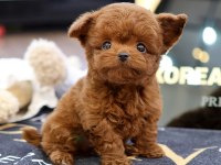 Mukummel Kalıtedekı Toy Poodle Yavrularımız
