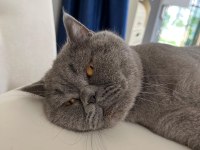 4 yaşında erkek british shorthair