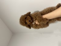Toy Poodle Red Kore Kan
