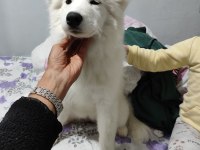 Samoyed dişi 1,5 yaşında
