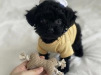 Ev Ortamından Siyah Toy Poodle Yavrular