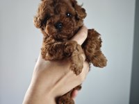 Orjinal toy poodle