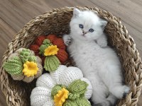 British shorthair rezerve edilir