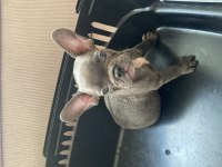 3 Aylık French Bulldog
