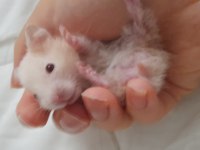 Saf teddy yavru hamster (açıklama)