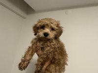 2.5 Aylık Maltipoo Teacup