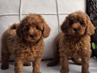 Red Brown Toy Poodle Bebeklerimiz