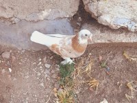 SARI ALA PERÇEM ERKEK GÜVERCİN 81 İLE GÖNDERİM VARDIR