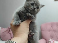 Anne Ragdoll Baba British Shorthair