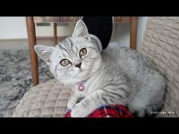 British shorthair silver tabby