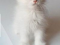 British longhair golden point ve silver