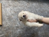 Pomeranian boo yavruları
