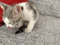 Ücretsiz british shorthair yavru sahiplendirme