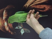 Konuşan Pakistan Papağanı