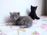 British shorthair yavrularımız