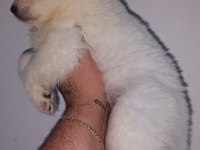 Samoyed yavrularımız ırk garantilidir