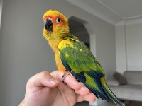 El Besleme Bebek Güneş Konur Papağanı