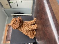 Ev ortamında büyüyen ped eğitimli mini boy poodle