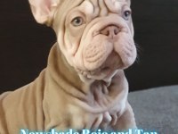 TÜRKİYE DE TEK VELVET BİGROPE FRENCH BULLDOG YAVRULAR
