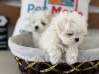 Petmode köpek çiftliğinden kore kan maltese