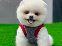 Pomeranian boo yavrumuza yuva arıyoruz