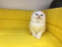 beyaz scottish fold yavrumuz