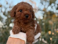 Herkes poodle sahibi olsun