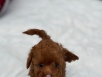 AŞILI KARNELİ TOYPOODLE YAVRULARIMIZ 