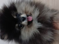 Black tan çok kaliteli pomeranian