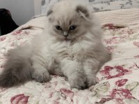 Scottish Longhair