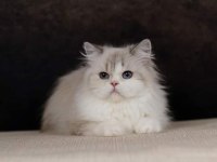 Özel bir british longhair kedimiz