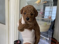 Evimizin Neşesi Minik Poodle