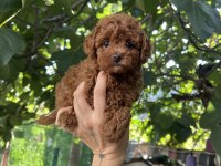Safkan Kore Teacup Poodle Yavrularımız