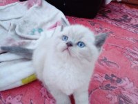 Blue Point Bebek Kediler