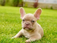 French Bulldog Yavruları Çiftlikten 