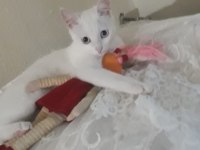 Aşıları tam uysal ankara kedisi