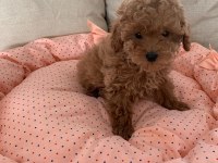 TOY POODLE YAVRULARI