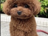 35 günlük toy poodle yavruları
