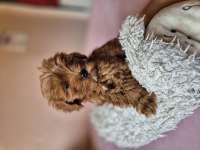 Son kalan maltipoo yavrular erkek dişi