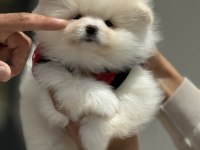 Show kalite teddy face pomeranian boo yavrularımız