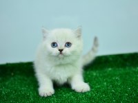 PAMUK GİBİ SİLVER BRİTİSH SHORTHAİR