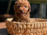 Poodle (red Brown)