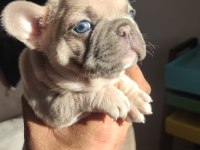 Egzotik renk french bulldog bebeklerimiz