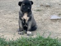 YURT DIŞI YURT İÇİ HER YERE KANGAL GÖNDERİM SAĞLANIR