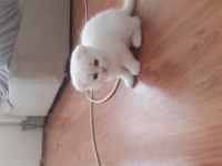 2.5 aylık dişi scottish fold