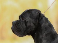 Irk garantili A şecere belgeli cane corso