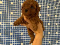 Toy Poodle Yavrularımız Irk Ve Sağlık Garantili