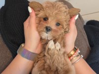 Akıllı Ve Tüy Dökmeyen Karakteriyle Maltipoo Yavrusu